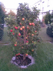apfelbaum_1 apfelbaum_1