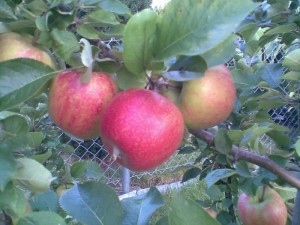 apfelbaum_2 apfelbaum_2