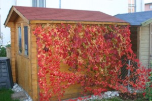 Herbst im Garten Der wilde Wein am Gartenhaus